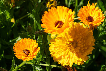 Yellow flowers of a calendula plant in the sunshine