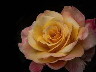 Beautiful Rose Flower Isolated on Black Background