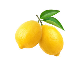 Lemon fruits hanging with branch and leaves isolated on white background.