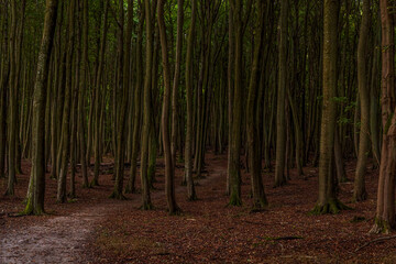 A footpath through the forest in the National Park Jasmund, Mecklenburg-Western Pomerania, Germany