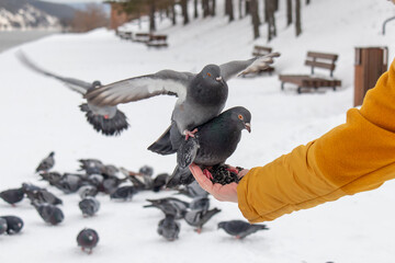 Feeding pigeons in the city park.
