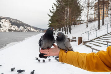 Feeding pigeons in the city park.