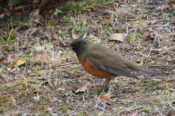 brown headed thrush in the park