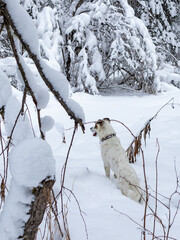 A dog in a snowy forest.