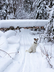 A dog in the winter forest. Ski trail.