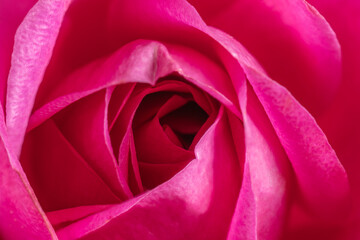 Fototapeta na wymiar Close-Up of the Centre of a Bight Pink Rose in Sunlight