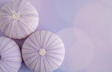 Beautiful Purple Sea Urchin Shells on a Purple Surface