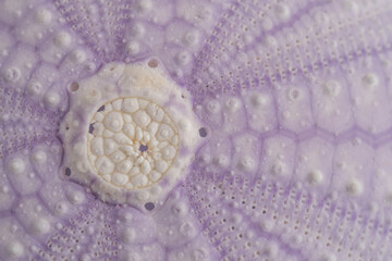 Close-Up of a Purple Sea Urchin Shell with Selective Focus
