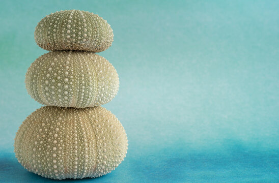 Stack of Green Sea Urchin Shells on Blue Background