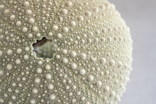 Close Up of Single Green Sea Urchin Shell with Selective Focus