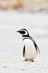 Obraz premium Gentoo Penguin walking on the Beach. Bertha's Beach. Falkland Islands.