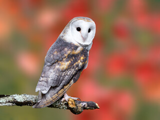Barn Owl posing for a picture during the fall season