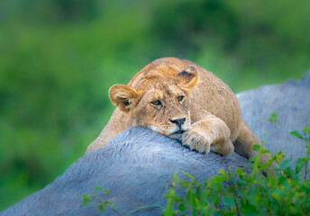 Sleepy lion cub on a long in the Serengeti