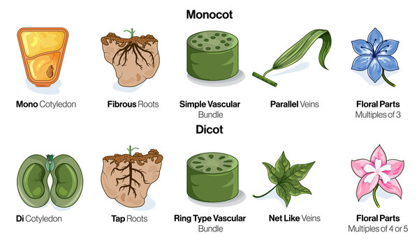 Monocot vs Dicot, Detailed Vector Illustration Comparing Plant Morphology on White Background for Botany Education and Research.