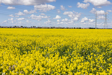 Canola fields in bloom on a beautiful day. Focus on foreground flowers.