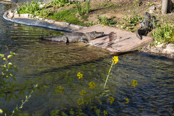 Two crocodiles bask near a small pond in the sun
