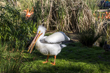 Pelican fluffing and preening in a small clearing in a park