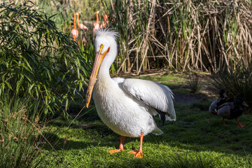 Pelican posing in a small clearing in a park with other birds