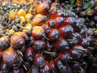 Oil palm fruit (Elaeis guineensis) in the Kalimantan Plantation