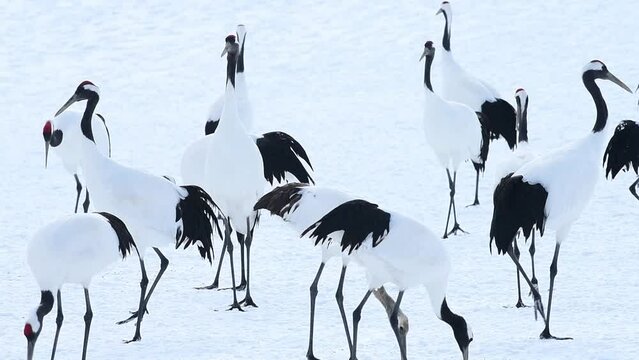 雪原に丹頂鶴