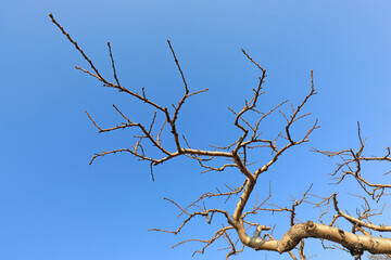 Obraz premium Peach garden winter scenery, North China