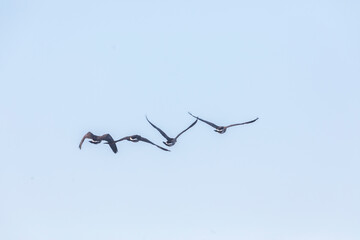 Canada Geese
