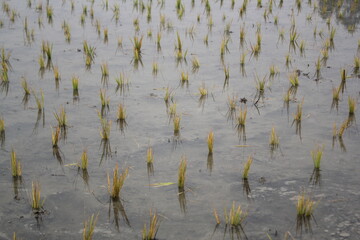 Paddy field after planting paddy