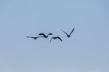 Canada Geese