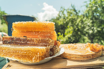 Fresh organic honey combs in plate on apiary and garden background. Harvest honey. Rural scene with pieces of honeycombs with honey, bee in green meadow. Concept Healthy eco natural food, diet