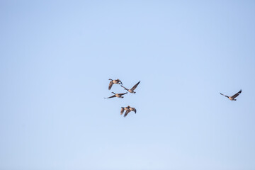 Canada Geese
