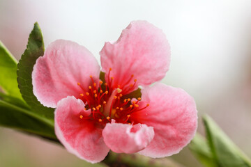 Obraz premium Beautiful peach blossoms are in the greenhouse, North China
