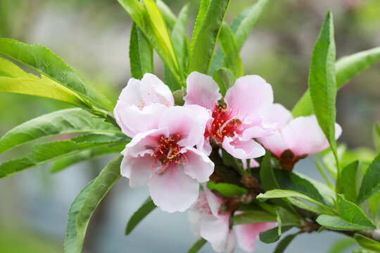 Beautiful peach blossoms are in the greenhouse, North China