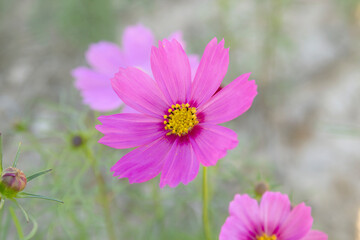 Cosmos will blooming with blurred background.