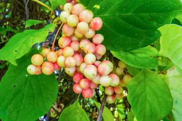 A bunch of Chinese lemongrass (schisandra) berries. August. The berries ripen.