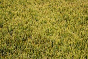 Green paddy plants in the field