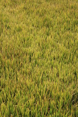 Green paddy plants in the field