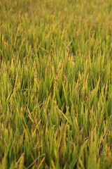 Green paddy plants in the field
