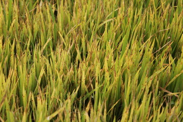 Green paddy plants in the field