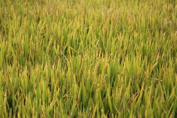 Green paddy plants in the field