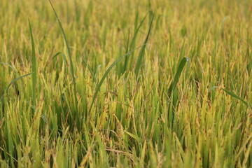 Closeup view of green paddy plants in the field