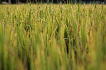 Green rice plants in the rice field