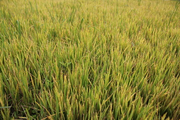 Green paddy plants in the paddy field