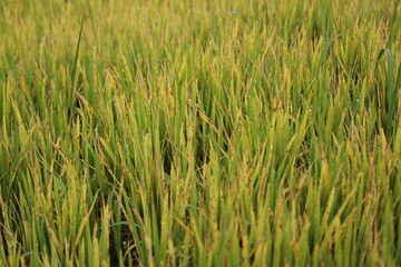 Green paddy plants in the paddy field