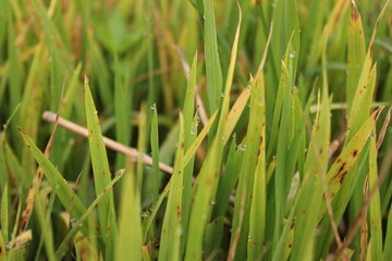 Fototapeta na wymiar Waterdrops in the green paddy plants