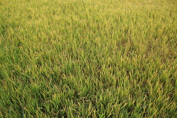 Green paddy plants in the paddy field