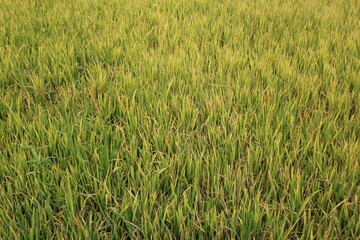 Green paddy plants in the paddy field