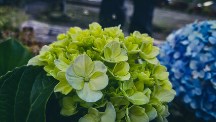 Purple Hydrangea flower (Hydrangea macrophylla) in a garden.  green hydrangea flowers in the garden with blurred bokeh background, unfocus with blur backround 