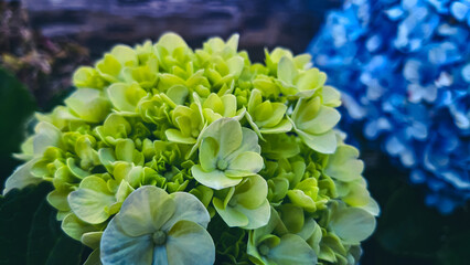 Purple Hydrangea flower (Hydrangea macrophylla) in a garden.  green hydrangea flowers in the garden with blurred bokeh background, unfocus with blur backround 