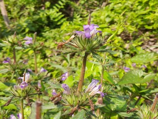 Hygrophila auriculata  gokaṇṭa,  kulekhara, is a herbaceous, medicinal plant in the acanthus family that grows in marshy places and is native to tropical  India it is commonly known as kokilaksha 