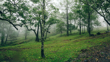 Foggy forest in Fatumnasi, on January 21, 2022. Fatumnasi is a natural resource conservation area...
